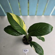 Load image into Gallery viewer, #R39 Spathiphyllum Picasso