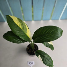 Load image into Gallery viewer, #R39 Spathiphyllum Picasso