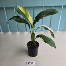 Load image into Gallery viewer, #R39 Spathiphyllum Picasso