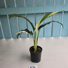 Load image into Gallery viewer, #R39 Spathiphyllum Picasso