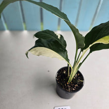 Load image into Gallery viewer, #R39 Spathiphyllum Picasso