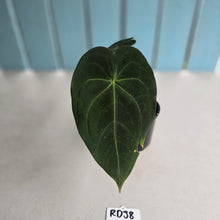 Load image into Gallery viewer, #RD38 Anthurium Forgetii x - With Pup