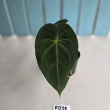 Load image into Gallery viewer, #RD38 Anthurium Forgetii x - With Pup