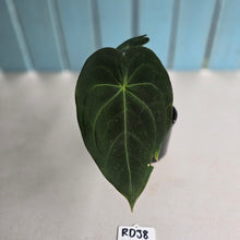 Load image into Gallery viewer, #RD38 Anthurium Forgetii x - With Pup