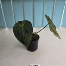 Load image into Gallery viewer, #RD38 Anthurium Forgetii x - With Pup