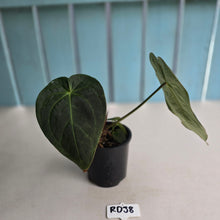 Load image into Gallery viewer, #RD38 Anthurium Forgetii x - With Pup