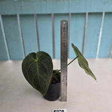 Load image into Gallery viewer, #RD38 Anthurium Forgetii x - With Pup
