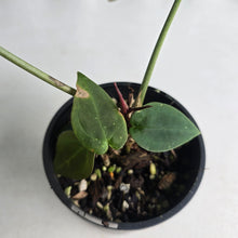 Load image into Gallery viewer, #RD38 Anthurium Forgetii x - With Pup