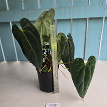 Load image into Gallery viewer, #D75 Large Dark Anthurium NOID - With Multiple Pups (Damage Discounted)