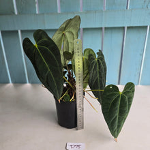 Load image into Gallery viewer, #D75 Large Dark Anthurium NOID - With Multiple Pups (Damage Discounted)