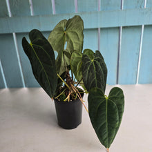 Load image into Gallery viewer, #D75 Large Dark Anthurium NOID - With Multiple Pups (Damage Discounted)