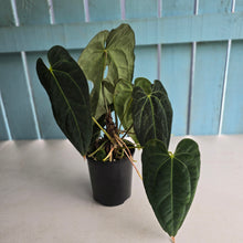 Load image into Gallery viewer, #D75 Large Dark Anthurium NOID - With Multiple Pups (Damage Discounted)
