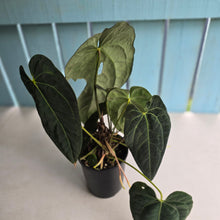 Load image into Gallery viewer, #D75 Large Dark Anthurium NOID - With Multiple Pups (Damage Discounted)