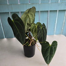 Load image into Gallery viewer, #D75 Large Dark Anthurium NOID - With Multiple Pups (Damage Discounted)