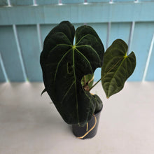 Load image into Gallery viewer, #D75 Large Dark Anthurium NOID - With Multiple Pups (Damage Discounted)