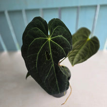 Load image into Gallery viewer, #D75 Large Dark Anthurium NOID - With Multiple Pups (Damage Discounted)