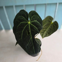 Load image into Gallery viewer, #D75 Large Dark Anthurium NOID - With Multiple Pups (Damage Discounted)