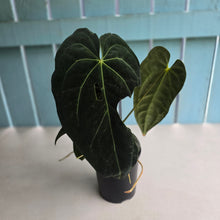 Load image into Gallery viewer, #D75 Large Dark Anthurium NOID - With Multiple Pups (Damage Discounted)