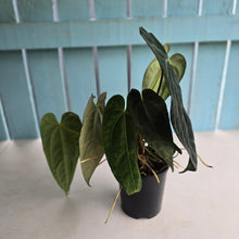 Load image into Gallery viewer, #D75 Large Dark Anthurium NOID - With Multiple Pups (Damage Discounted)