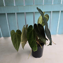 Load image into Gallery viewer, #D75 Large Dark Anthurium NOID - With Multiple Pups (Damage Discounted)