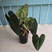 Load image into Gallery viewer, #D75 Large Dark Anthurium NOID - With Multiple Pups (Damage Discounted)