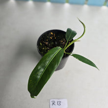 Load image into Gallery viewer, #R13 Philodendron Patriciae