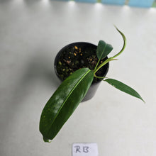 Load image into Gallery viewer, #R13 Philodendron Patriciae