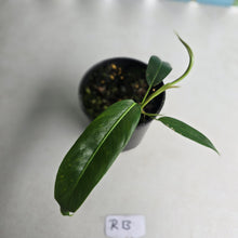 Load image into Gallery viewer, #R13 Philodendron Patriciae