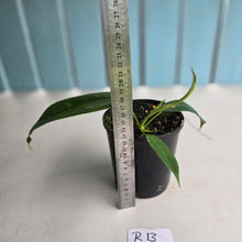 Load image into Gallery viewer, #R13 Philodendron Patriciae