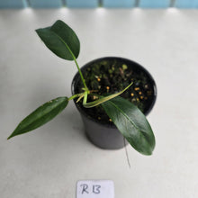 Load image into Gallery viewer, #R13 Philodendron Patriciae