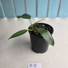 Load image into Gallery viewer, #R13 Philodendron Patriciae