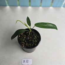 Load image into Gallery viewer, #R13 Philodendron Patriciae