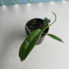 Load image into Gallery viewer, #R13 Philodendron Patriciae
