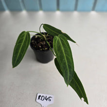 Load image into Gallery viewer, #RD45 Anthurium Warocqueanum