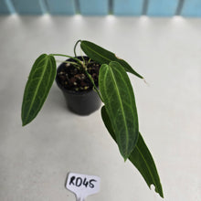 Load image into Gallery viewer, #RD45 Anthurium Warocqueanum
