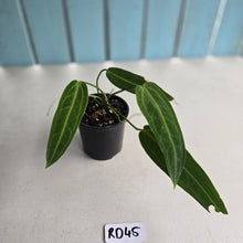 Load image into Gallery viewer, #RD45 Anthurium Warocqueanum