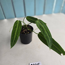 Load image into Gallery viewer, #RD45 Anthurium Warocqueanum