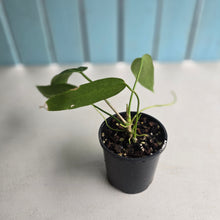 Load image into Gallery viewer, #RD45 Anthurium Warocqueanum