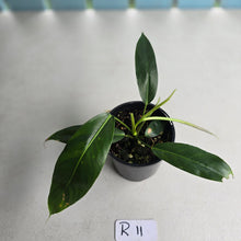 Load image into Gallery viewer, #R11 Philodendron Patriciae