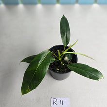 Load image into Gallery viewer, #R11 Philodendron Patriciae