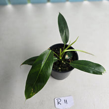 Load image into Gallery viewer, #R11 Philodendron Patriciae