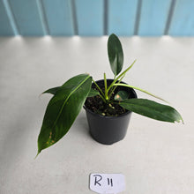Load image into Gallery viewer, #R11 Philodendron Patriciae