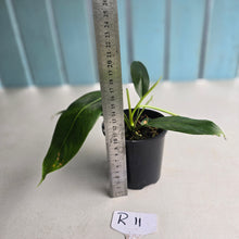 Load image into Gallery viewer, #R11 Philodendron Patriciae