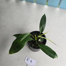 Load image into Gallery viewer, #R11 Philodendron Patriciae