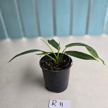 Load image into Gallery viewer, #R11 Philodendron Patriciae