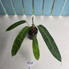 Load image into Gallery viewer, #R245 Philodendron Patriciae