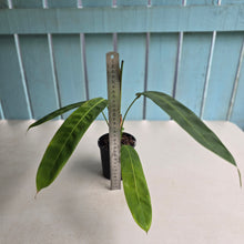 Load image into Gallery viewer, #R245 Philodendron Patriciae