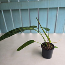 Load image into Gallery viewer, #R245 Philodendron Patriciae