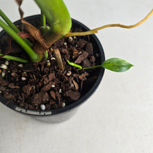 Load image into Gallery viewer, #R245 Philodendron Patriciae