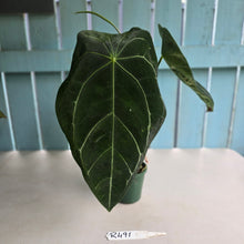 Load image into Gallery viewer, #R491 Large, Flowering Anthurium Forgetii x